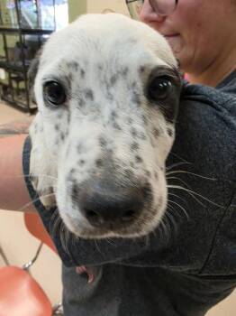 Akela -  Australian Cattle Dog Blue Heeler Dog Available for Adoption in Burnsville, North Carolina - Akela | PetCurious