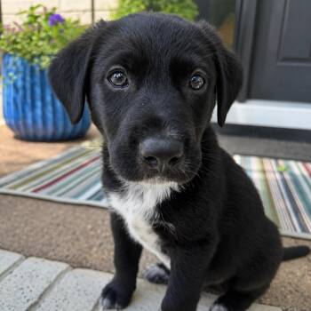 Mr Lief -  Labrador Retriever Dog for Adoption in Princeton, Massachusetts - Mr Lief | PetCurious