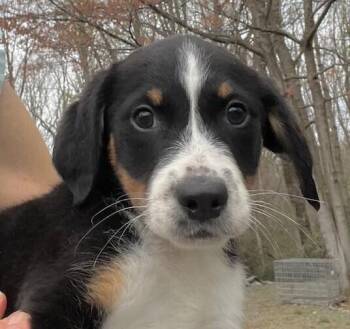 Beagle and Hound Dogs Available for Adoption - Babe Chamomile | PetCurious