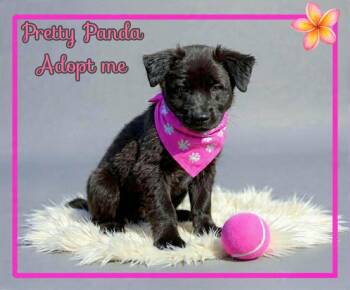 Labrador Retriever and German Shepherd Dog Dogs Available for Adoption in Grove, Oklahoma - Panda | PetCurious