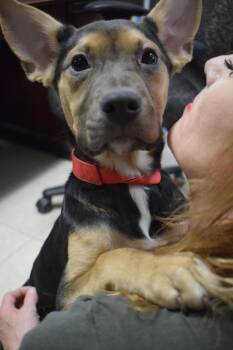 Roxy -  German Shepherd Dog Dog for Adoption in Pahrump, Nevada - Roxy | PetCurious