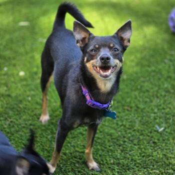 Rescue Miniature Pinscher and Chihuahua Dogs for Adoption in Buckley, Washington - Cecelia (Cece) | PetCurious