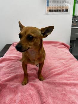 Taki -  Hound Dog for Adoption in Cambridge, Maryland - Taki | PetCurious
