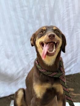 Caramel -  Australian Kelpie and Labrador Retriever Dog for Adoption in Ramona, California - Caramel | PetCurious