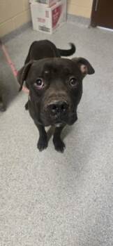 Rescue Mixed Breed Dogs for Adoption in Reidsville, North Carolina - Bingo | PetCurious