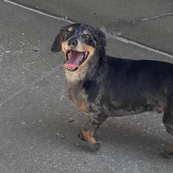 Dachshund and Chihuahua Dogs Available for Adoption in Tulsa, Oklahoma - Walter | PetCurious