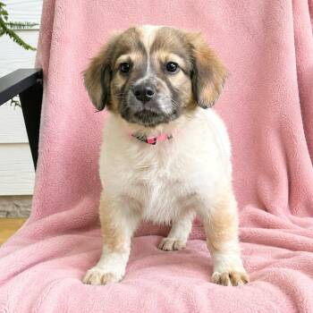 Australian Shepherd and Mixed Breed Dogs Available for Adoption in Boerne, Texas - Edith | PetCurious