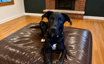 Gus Gus -  Black Labrador Retriever Dog for Adoption in Homewood, Illinois - Gus Gus | PetCurious