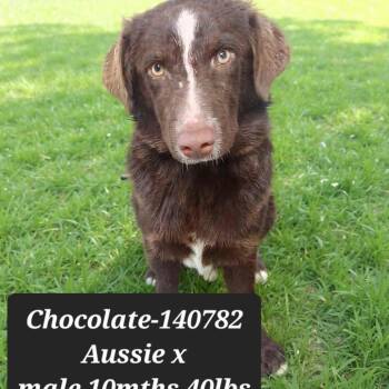 Australian Shepherd Dogs Available for Adoption in New Tazewell, Tennessee - Chocolate | PetCurious