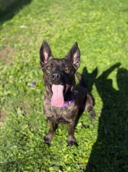 Nymera -  Mixed Breed Dog for Adoption in Hyde Park, New York - Nymera | PetCurious