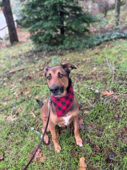 Rocky -  Shepherd Dog for Adoption in Santa Monica, California - Rocky | PetCurious