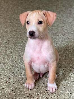 Simon -  Mixed Breed and Pit Bull Terrier Dog for Adoption in Salem, New Hampshire - Simon | PetCurious
