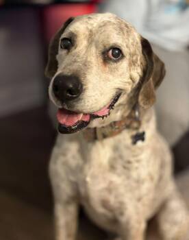 BUBBA -  Labrador Retriever Dog for Adoption in Townville, South Carolina - BUBBA | PetCurious