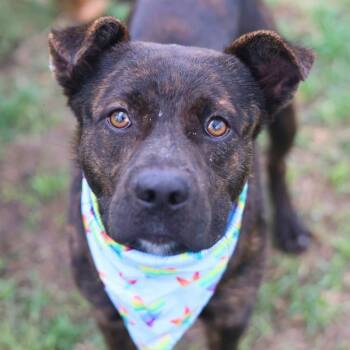 BROWNIE -  American Staffordshire Terrier Dog for Adoption in San Antonio, Texas - BROWNIE | PetCurious