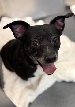LOYA -  Chihuahua Dog for Adoption in Dallas, Texas - LOYA | PetCurious