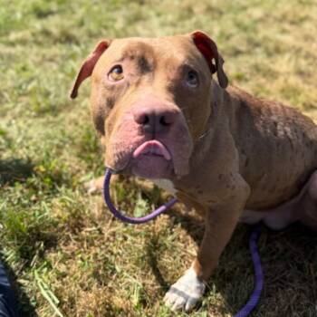 Rescue Pit Bull Terrier Dogs for Adoption in York, Pennsylvania - Nami | PetCurious