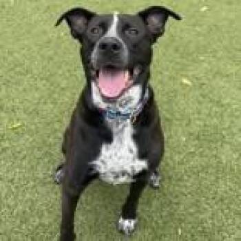 Mac -  Pit Bull Terrier Dog for Adoption in Hilliard, Ohio - Mac | PetCurious