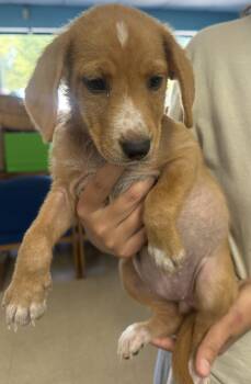 Boooncé -  Beagle Dog for Adoption in Evergreen, Colorado - Boooncé | PetCurious