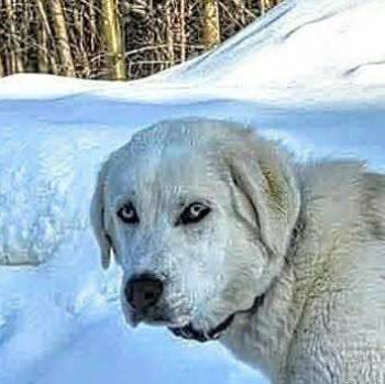 Husky and Labrador Retriever Dogs Available for Adoption in Niagara Falls, Ontario - Potato (20260430-01) | PetCurious
