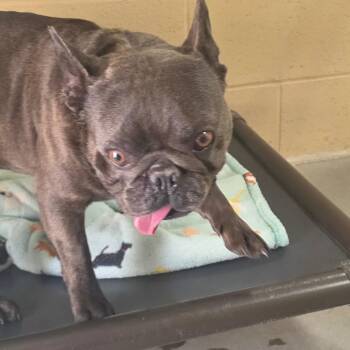 Titus -  French Bulldog Dog for Adoption in Buellton, California - Titus | PetCurious