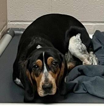 Beagle Dogs Available for Adoption in Burnsville, North Carolina - Banjo | PetCurious