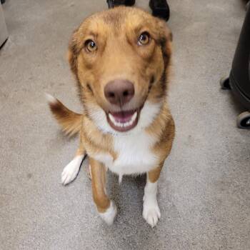 Dolly -  Collie and Mixed Breed Dog for Adoption in Madisonville, Tennessee - Dolly | PetCurious