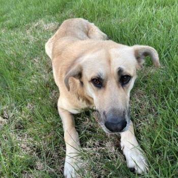 Anatolian Shepherd Dogs Available for Adoption in Memphis, Tennessee - Fischer | PetCurious