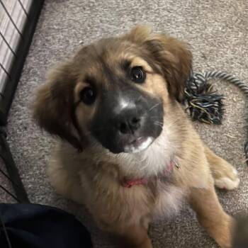 Zyna -  Mixed Breed Dog for Adoption in Chino Valley, Arizona - Zyna | PetCurious