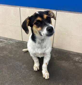Njamo -  Australian Cattle Dog Blue Heeler Dog for Adoption in Fort Lupton, Colorado - Njamo | PetCurious