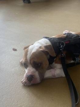 Franco -  Mixed Breed Dog for Adoption in Alexandria, Virginia - Franco | PetCurious