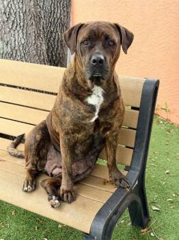 Cane Corso Dogs Available for Adoption - ROSA | PetCurious