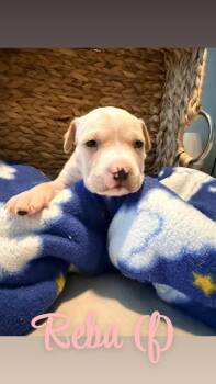 Reba - Hope -  American Bulldog Dog for Adoption in Lakeland, Florida - Reba - Hope | PetCurious