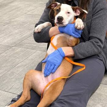 Pit Bull Terrier Dogs Available for Adoption - Iris | PetCurious