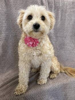Maltese and Poodle Dogs Available for Adoption in Lodi, California - June Bug (Tippsy) | PetCurious