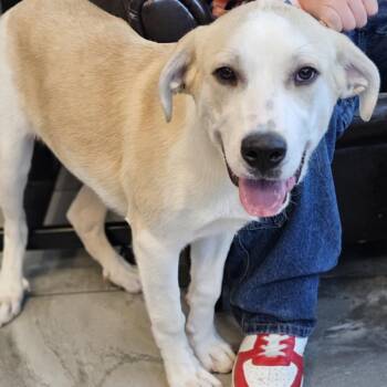 Goldie -  Yellow Labrador Retriever Dog for Adoption in Las Vegas, Nevada - Goldie | PetCurious
