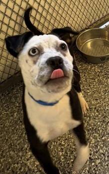 Australian Cattle Dog Blue Heeler and Mixed Breed Dogs Available for Adoption - LORENZO | PetCurious