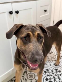 Remi Ark -  Doberman Pinscher Dog for Adoption in Friendswood, Texas - Remi Ark | PetCurious