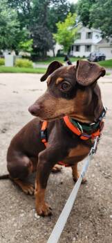 Chewbacca -  Miniature Pinscher Dog for Adoption in Grand Rapids, Michigan - Chewbacca | PetCurious