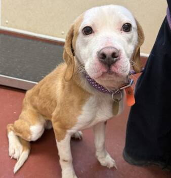 Hound Dogs Available for Adoption - Coco | PetCurious
