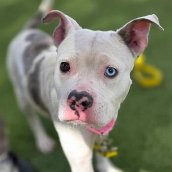 MOLLY THE WONDER PUP -  Pit Bull Terrier Dog for Adoption in Las Vegas, Nevada - MOLLY THE WONDER PUP | PetCurious