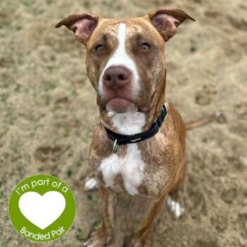 Rescue Mixed Breed Dogs for Adoption in Janesville, Wisconsin - Hanabi | PetCurious