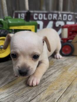 Hotchkiss -  Chihuahua and Mixed Breed Dog for Adoption in Severance, Colorado - Hotchkiss | PetCurious