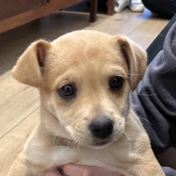Labrador Retriever and Jack Russell Terrier Dogs Available for Adoption - Eloise | PetCurious