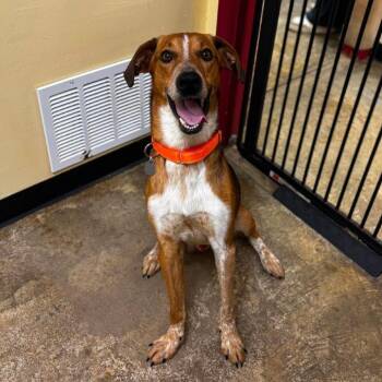 Stetson -  Hound and Mixed Breed Dog for Adoption in Shinnston, West Virginia - Stetson | PetCurious