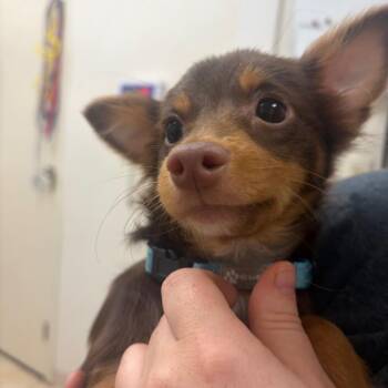 Squeaker -  Mixed Breed Dog for Adoption in Pekin, Illinois - Squeaker | PetCurious