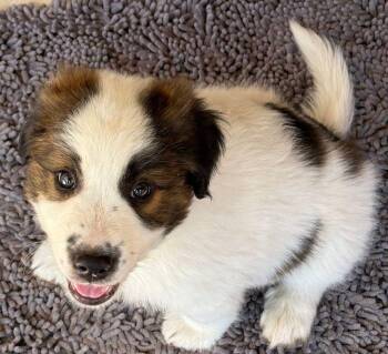Saint Bernard Dogs Available for Adoption in Larkspur, Colorado - Officer Honeycutt | PetCurious