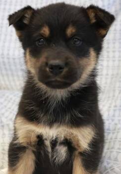 Mavi -  Shepherd Dog for Adoption in Thief River Falls, Minnesota - Mavi | PetCurious