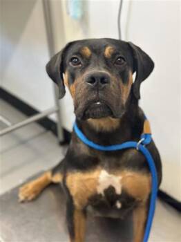 Zelda FKA Chamomile Tea -  Mixed Breed Dog for Adoption in West Chester, Pennsylvania - Zelda FKA Chamomile Tea | PetCurious