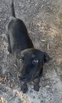 Jill -  Husky and Mixed Breed Dog for Adoption in Conway, South Carolina - Jill | PetCurious