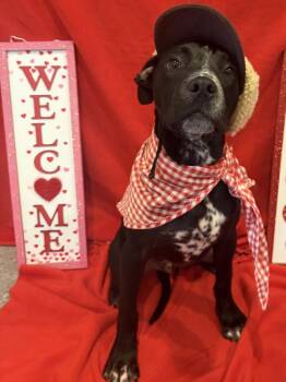 Pit Bull Terrier and Dalmatian Dogs Available for Adoption - Bowie | PetCurious